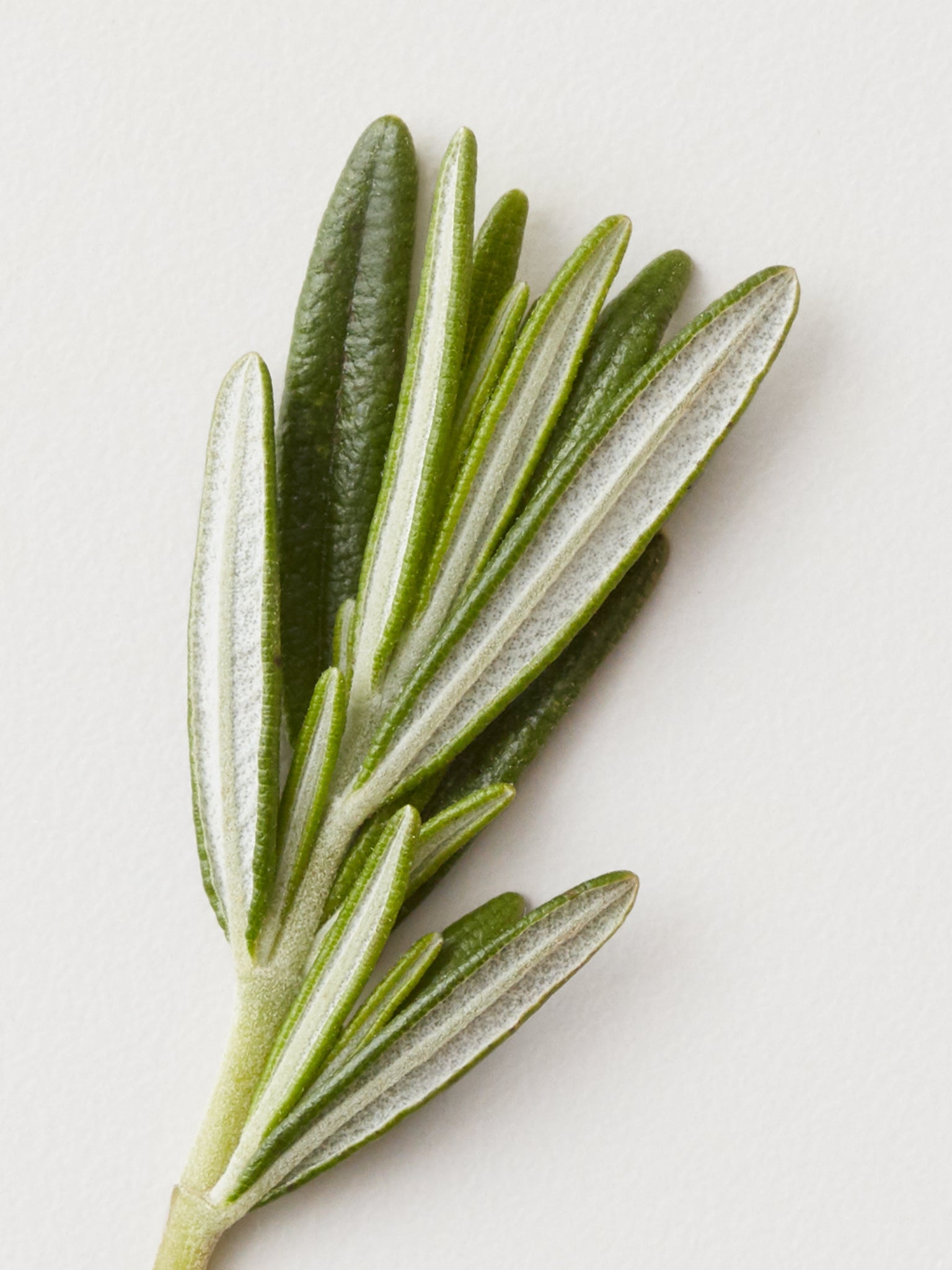 Pâte d'argile mate AG CARE Stucco