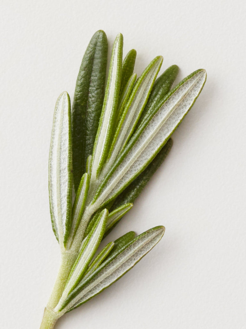 Pâte d'argile mate AG CARE Stucco